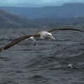 Albatros de Salvin (1)