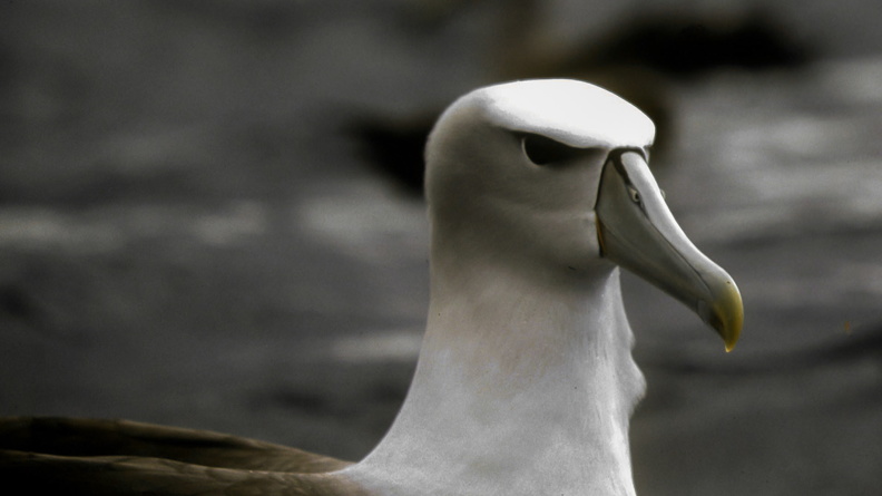 Albatros de Salvin (2).jpg