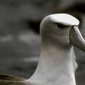 Albatros de Salvin (2)