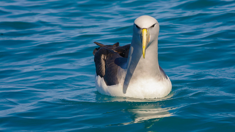 Albatros de Salvin (3).jpg