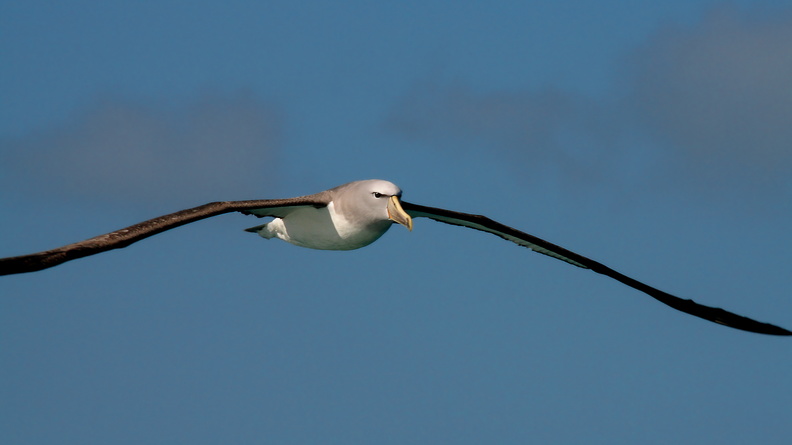 Albatros de Salvin (4)