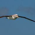 Albatros de Salvin (4)