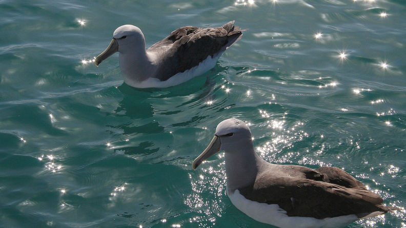 Albatros de Salvin (5)