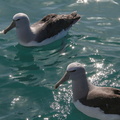 Albatros de Salvin (5)