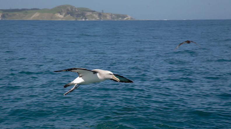Albatros de Salvin (6)