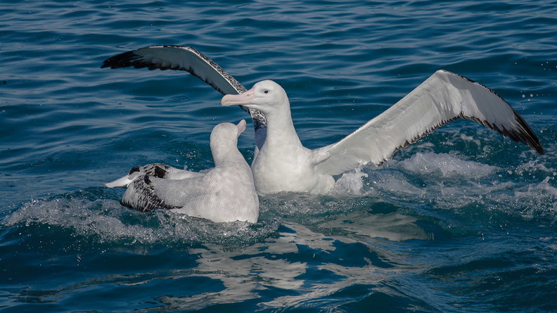 Albatros hurleur (1)