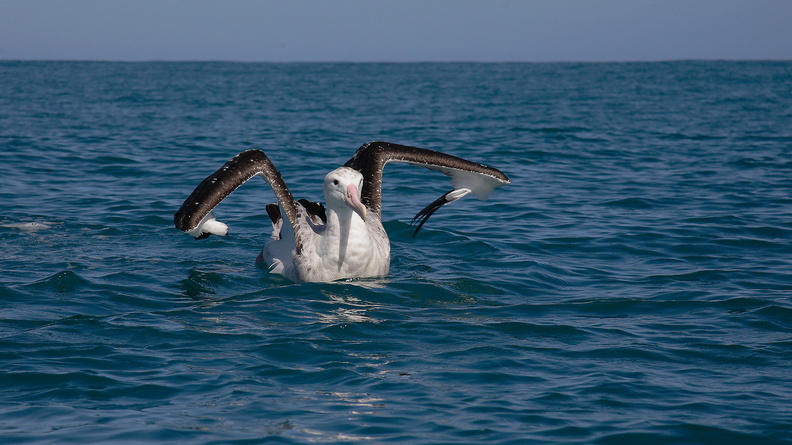 Albatros hurleur (2).jpg
