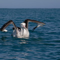Albatros hurleur (2)