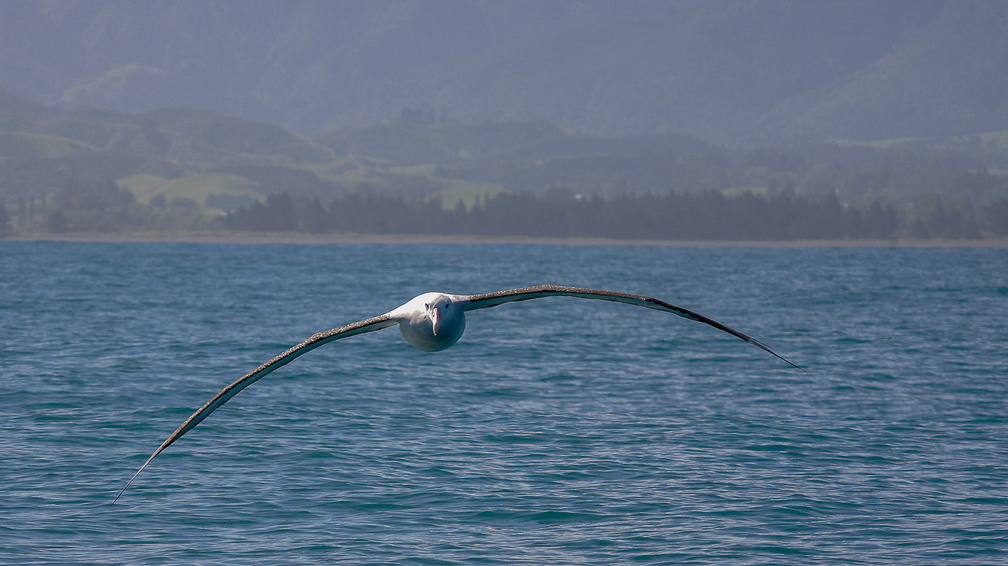 Albatros hurleur (3)