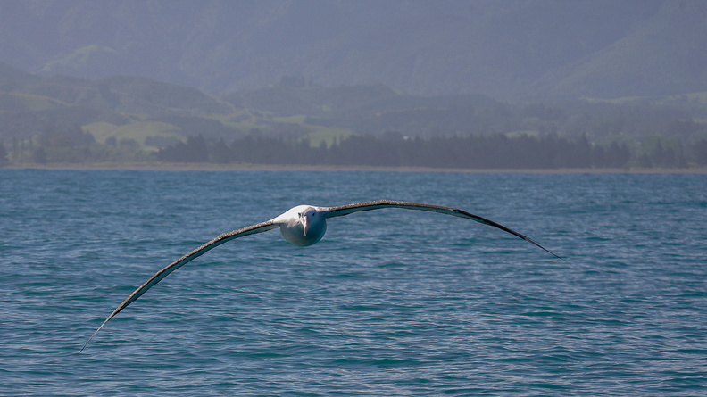 Albatros hurleur (3).jpg