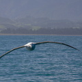 Albatros hurleur (3)