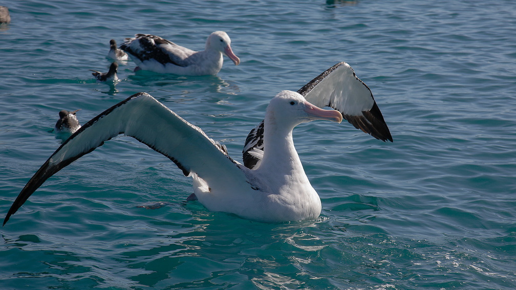 Albatros hurleur (4)