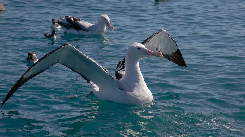 Albatros hurleur (4).jpg