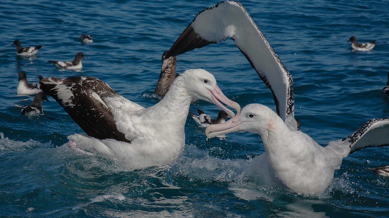Albatros hurleur (5)
