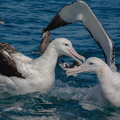 Albatros hurleur (5)