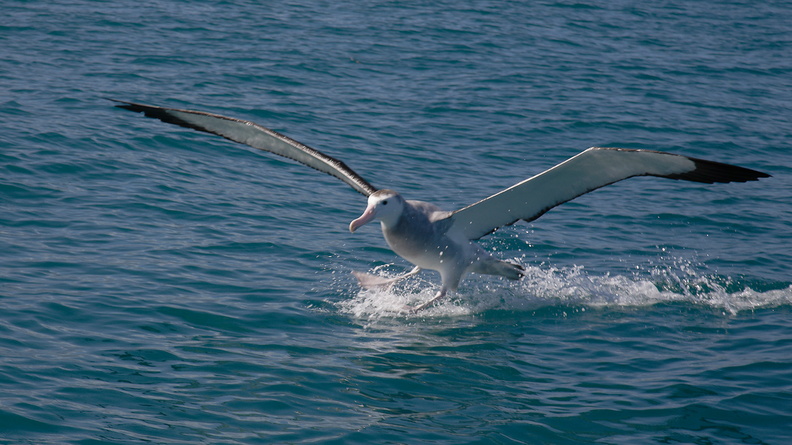 Albatros hurleur (6)