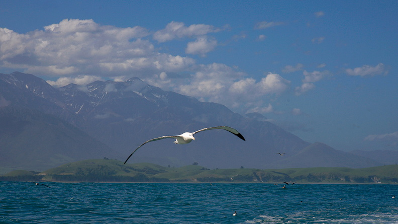 Albatros hurleur (7).jpg