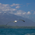 Albatros hurleur (7)