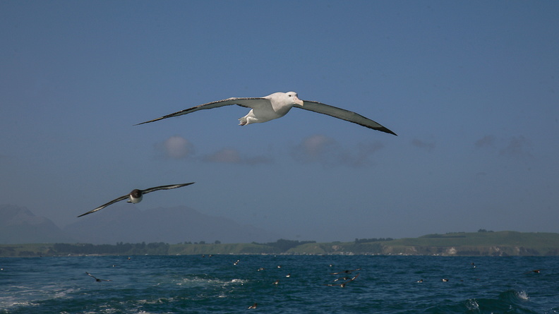 Albatros hurleur (8)