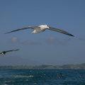 Albatros hurleur (8)