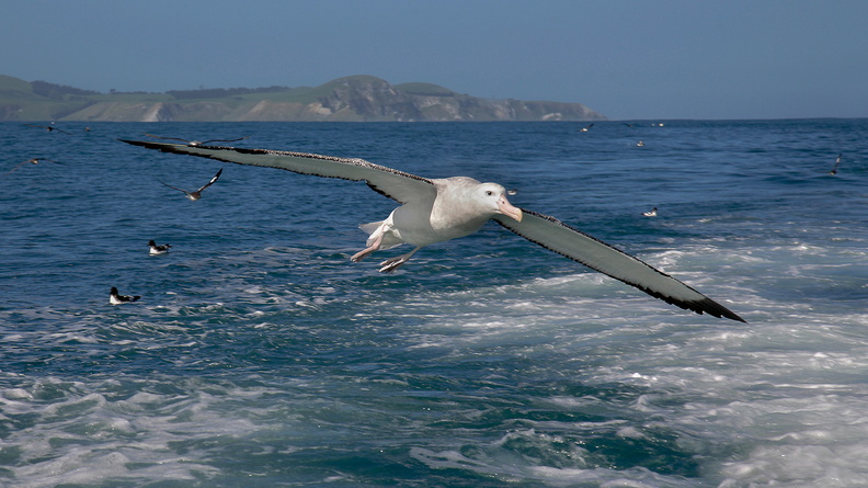 Albatros hurleur (9)