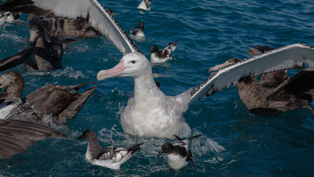 Albatros hurleur (10)