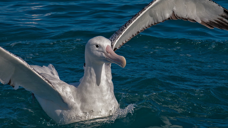 Albatros hurleur (11).jpg