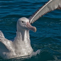 Albatros hurleur (11)