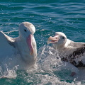 Albatros hurleur (12)