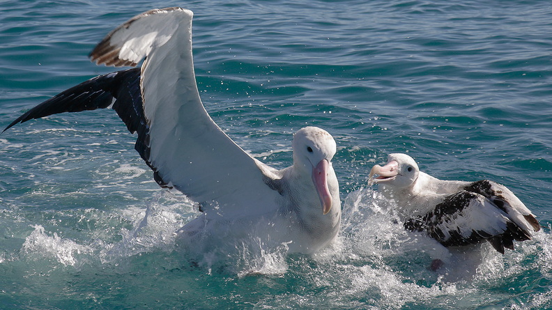 Albatros hurleur (13).jpg