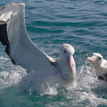 Albatros hurleur (13)