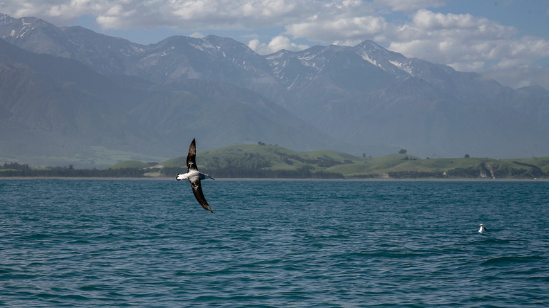 Albatros hurleur juvénile
