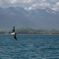 Albatros hurleur juvénile
