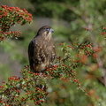 Faucon de Nouvelle Zélande (1)