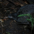 Kiwi austral (1)