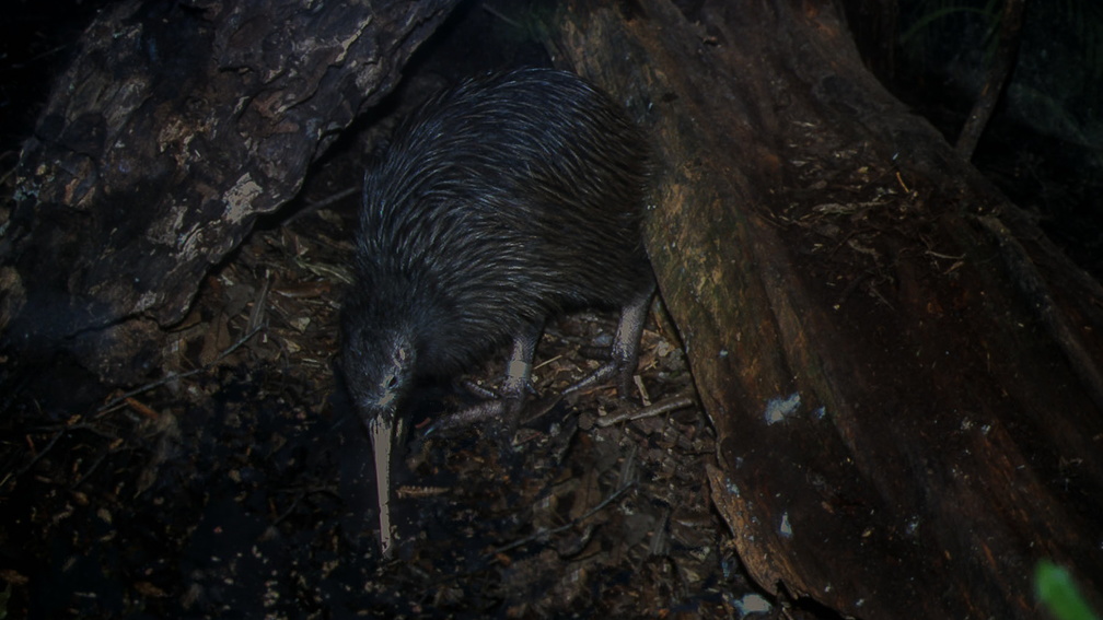 Kiwi austral (2)