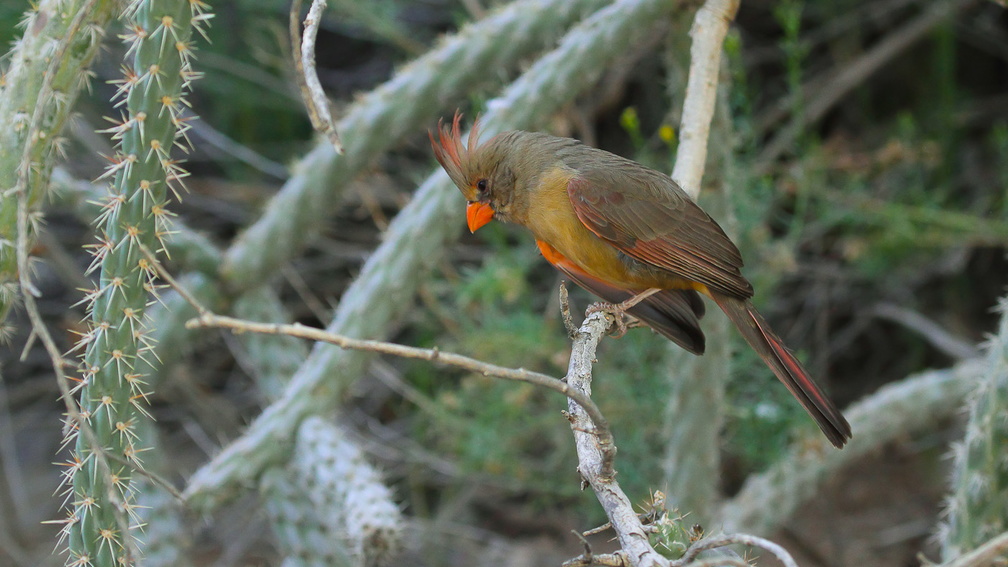 Cardinal pyrrhuloxia (1)