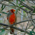 Cardinal pyrrhuloxia (2)
