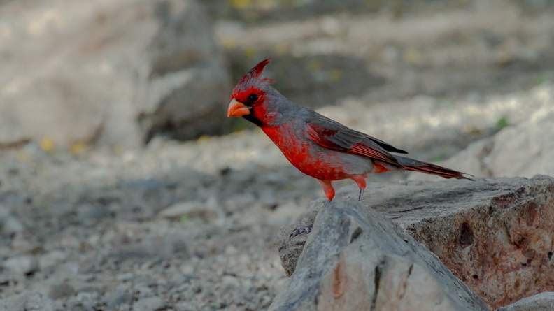 Cardinal pyrrhuloxia (3).jpg