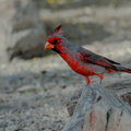 Cardinal pyrrhuloxia (3)