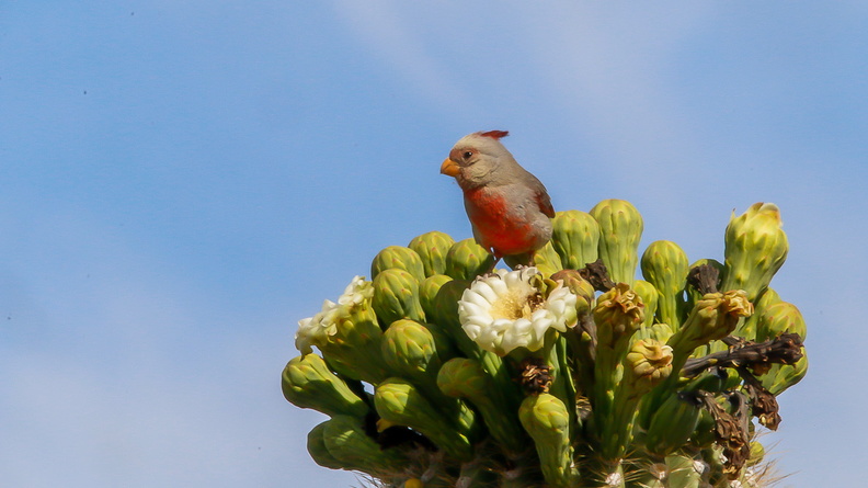 Cardinal pyrrhuloxia (4).jpg