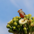 Cardinal pyrrhuloxia (4)