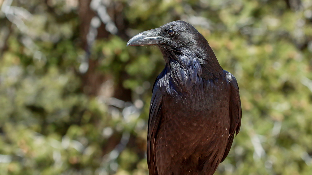 Grand corbeau (1)