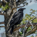 Grand corbeau (2)