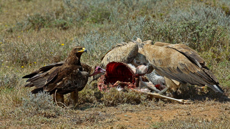 Aigle ravisseur et vautour africain (1).jpg
