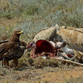Aigle ravisseur et vautour africain 