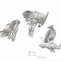 Aigle huppé (2)