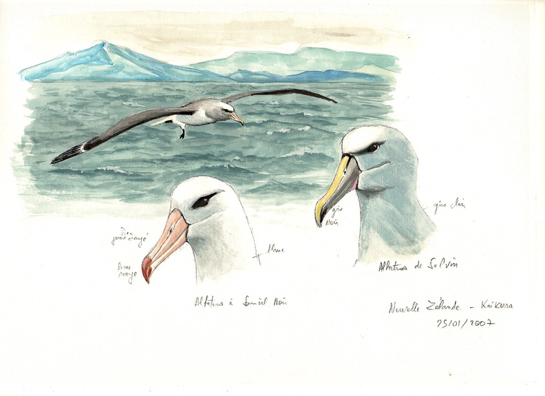 Albatros de Salvin001