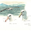 Albatros de Salvin001
