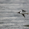 Mouette rieuse-